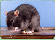 rat control Walsall