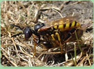 wasp control Walsall